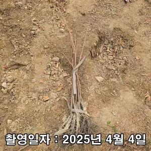 감나무(개량대봉) / 야오끼 / 접목1년(특묘) / 1등묘