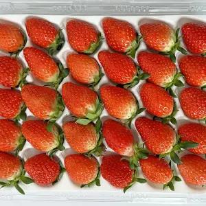 국내산 제철 논산 설향딸기 생딸기 500g