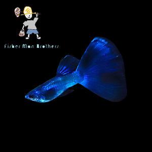 [힘찬열대어] 일렉트릭 네온블루 구피 EMB 1쌍