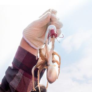 당일조업 국내산 활주꾸미 1kg 쭈꾸미