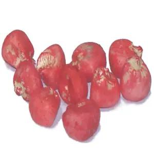 괴산 대학찰옥수수씨앗(200알) 연농1호 장연1호 cg25