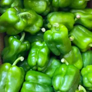 국내산 파프리카 안매운피망 피망파프리카 청파 청피망 5kg