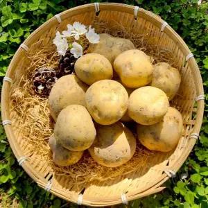 국내산 설봉감자 5kg 대 (개당 60-120g) 찜용