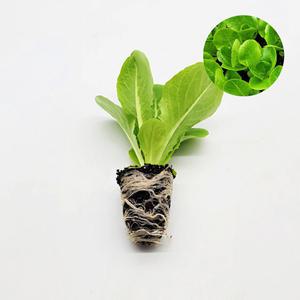 마이플랜트 코스미드하트 씸블 1개 유럽 상추 모종 쌈채소 샐러드 텃밭 채소 튼튼한 모종