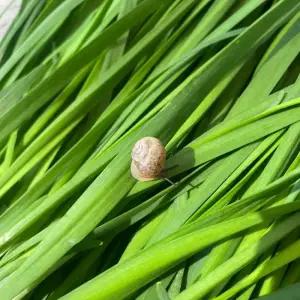 산지 당일작업 부추 특 4KG 충남 햇부추 손질 노지 햇부추 정구지