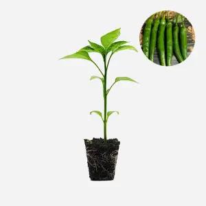 마이플랜트 큰 청양고추 1개 매운 고추 모종 땡초 텃밭 채소 튼튼한 모종