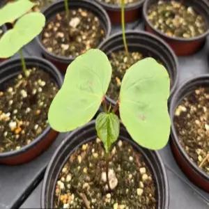 목화 갈색플라스틱화분 4개(FL)