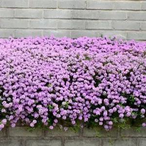 백리향 모종(다년생, 향기꽃 야생화) 5개 ,10개중선택