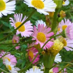 원평소국 3포트 노지월동 다년생 야생화 꽃모종 봄꽃 여름꽃 가을꽃 B05