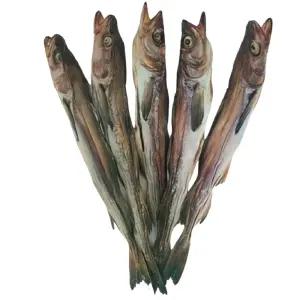 강원도 국내자연건조 언바람 묵호태 프리미엄 명품 고사용 북어 통북어 특대 48 52cm 10미 먹태 주전부리