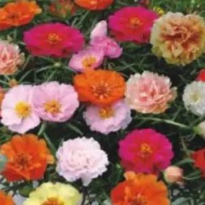 씨앗 야생화 꽃씨 혼합 종자 겹채송화 품종 1000립/풀잎/꽃잎/교육/활동/학교/유치원/어린이집/봄꾸미기