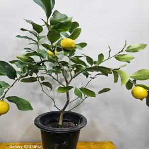 오리지날레몬나무(대품) 식용가능해요 높이 70~80cm