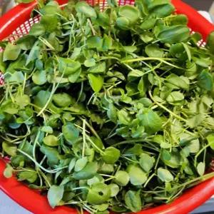 크레숑 300g 물냉이, 워터크레스 (300g x 2)