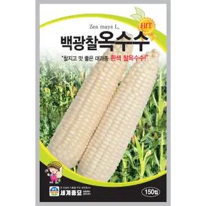 백광찰옥수수 종자 150립