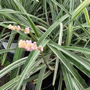 하얀줄무늬맥문동 2포트 야생화 지피식물 다년생 정원 조경  노지월동 B05