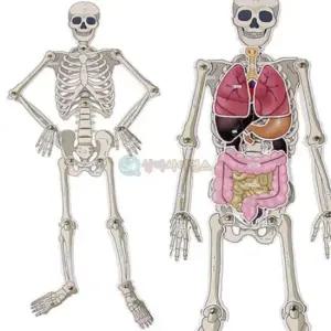 SA 인체골격 내부장기모형 만들기