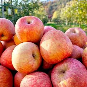 [밋앤밀] 영주 뜬바우골 산지직송 선별 정품 부사 사과 2.5kg 소과(10-12과)