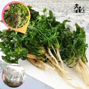 노지냉이 싱싱한 산지 겨울냉이 자연산 1차세척 나물