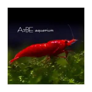 [에이투비]슈퍼레드 사쿠라 쉬림프 새우 / 1~1.5cm전후 / 1마리