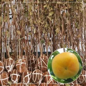 서울농원묘목/태추단감 감나무 묘목 4년생, 5년생 분묘 결실주 분다리