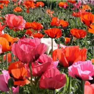 (꽃씨)꽃양귀비-숙근 : 10g 꽃 야생화 희귀종자(HM)