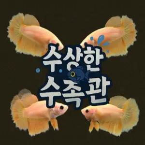 [수상한수족관] [하프문베타 ]솔리드색상 옐로우 하프문 암컷 베타 / 1마리 / 랜덤발송