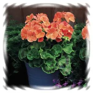 제라늄 어린모종-멀티브룸 살몬,8cm분 3개, 고급 제라늄 품종(HL)