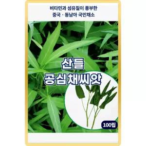 산들 공심채 씨앗 100립 비타민 풍부한 중국 동남아 국민채소 모닝글로리 공심채씨 종자