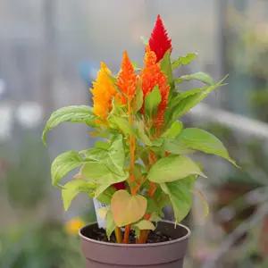 미니 꽃화분 맨드라미 화원 DIY 패키지재배키트 식물 키우기 세트 사무실 씨앗 심기 관찰학습 과학교구 아