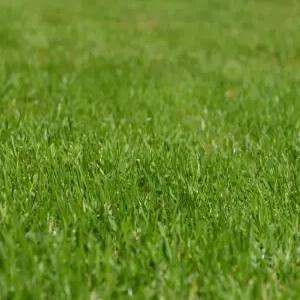 켄터키블루그라스 잔디씨앗 1kg 사계절 푸른잔디 (LS)