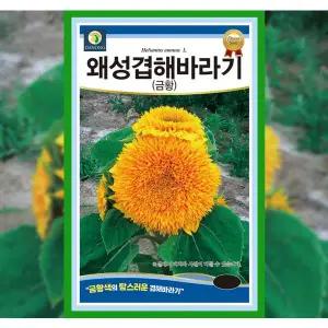 [파머씨드]왜성겹해바라기 씨앗 1000립 야생화 종자 꽃씨 화단