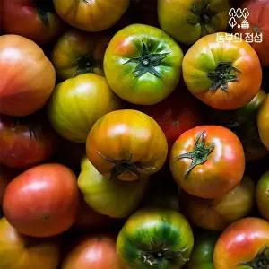 [농부의정성]대저농협인증 짭짤이토마토 완숙 혼합과 2.5kg