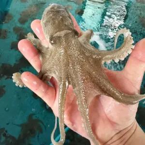 [담미로] 알배기 급냉 주꾸미 왕사이즈 2kg 제철 알 쭈꾸미 샤브샤브 볶음