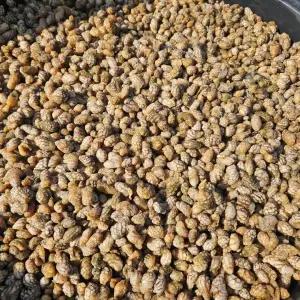 마산 진동 생물 오만둥이 5kg 세척 오만디 미더덕