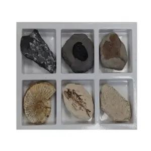 아이스크림-초등 화석 6종