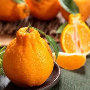 제주 가정용 한라봉 중과 2kg 박스포함) [P]