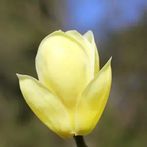 황목련 노랑목련 목련나무 묘목 조경수 개화주(분)  DR542