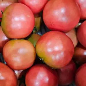 칼로리낮은 웰빙푸드 완숙 토마토 찰토마토(M-2S) 5kg