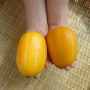 성주 꿀참외 실속형 랜덤과, 당도 좋은 제철 참외 1/2/3kg