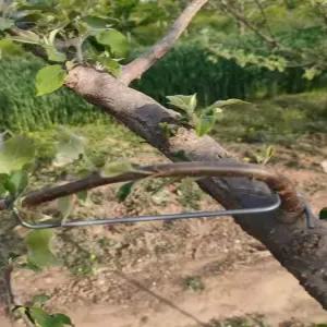 가지 고정클립 지주대 고정용 나무 유인클립 과수 유인용