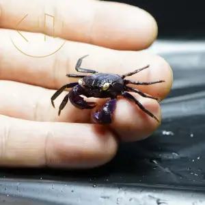 뱀파이어 크랩 (관상어, 열대어)