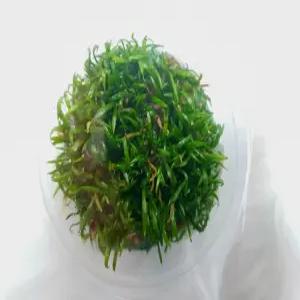 코브라글라스 양많은 무균 조직배양수초 무균컵수초 전경수초