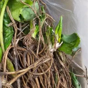 다수확곰취모종 2년생 종근 10개 ca263