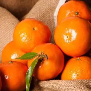 프리미엄 캘리포니아 만다린 2kg(18~30개)