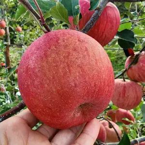 영주 사과 당도보장 최상급 국내산