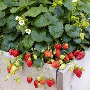 어린모종 딸기 엘란(사계딸기) 8cm분