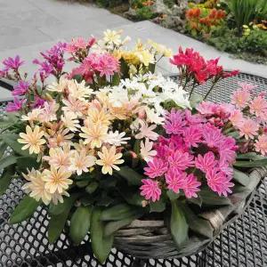 어린모종 레위시아 엘리스믹스 8cm분