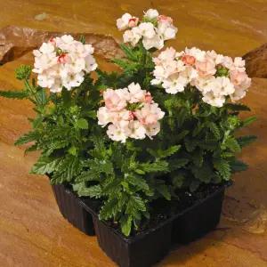 어린모종 버베나 투스카니 피치 8cm분