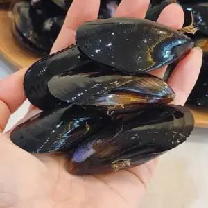 당일조업 국내산 다듬이 홍합 1kg