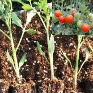 앉은뱅이 미니방울토마토모종 50개 yy263